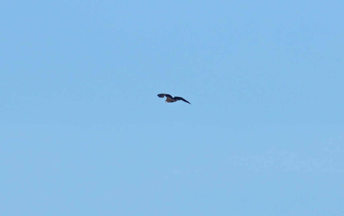 Western Marsh Harrier - ML625253265