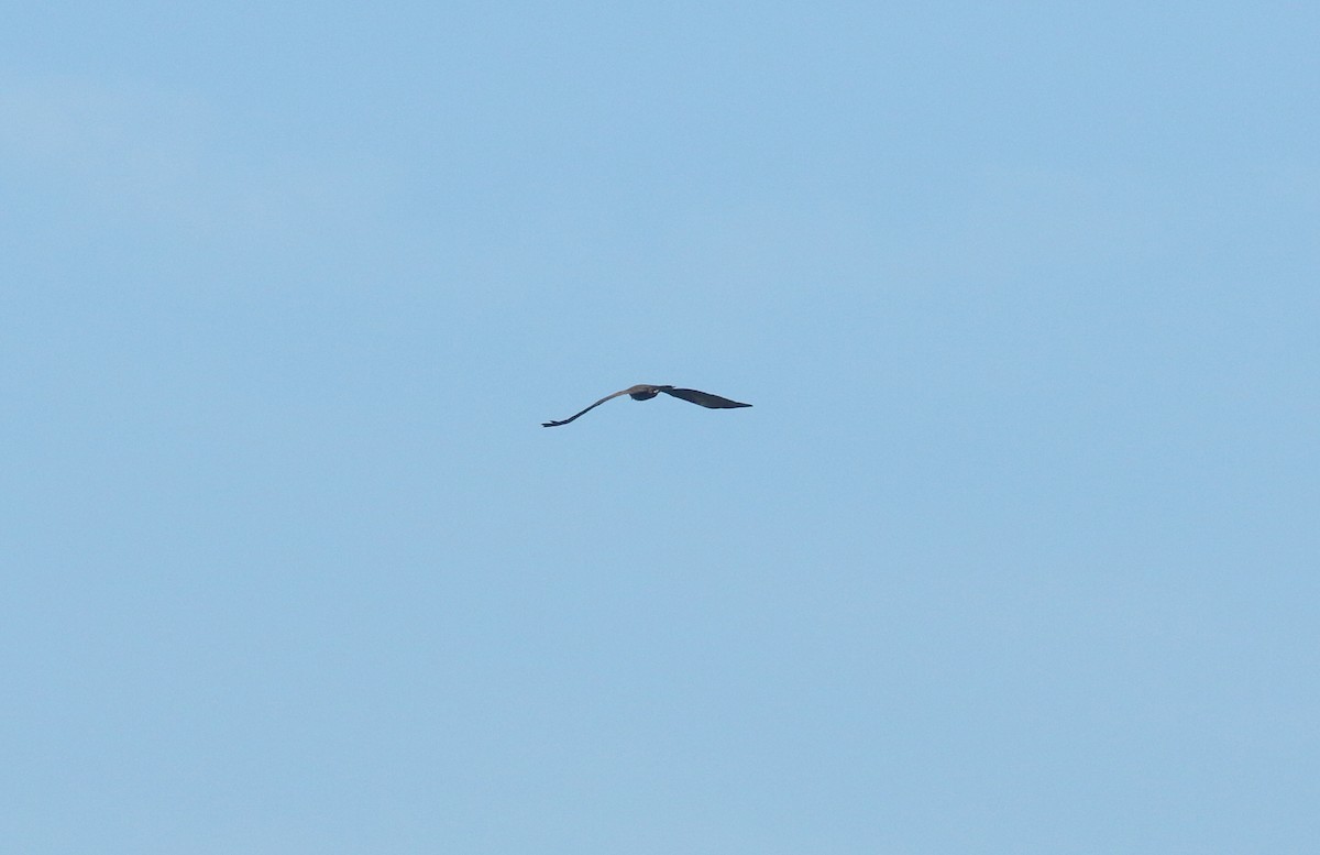 Western Marsh Harrier - ML625253266