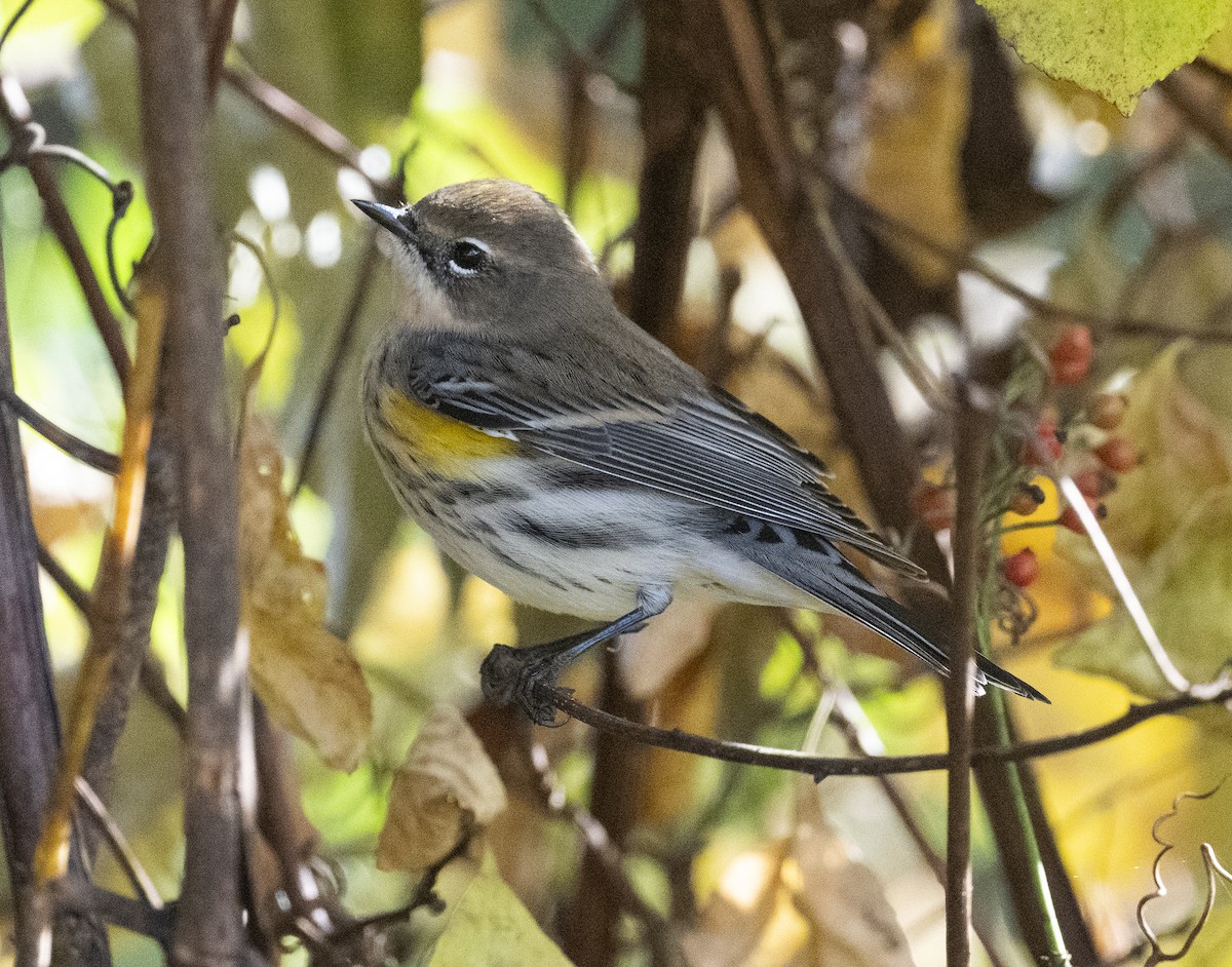 Yellow-rumped Warbler - ML625253273