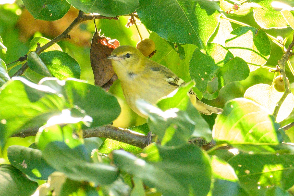 Bay-breasted Warbler - ML625253303