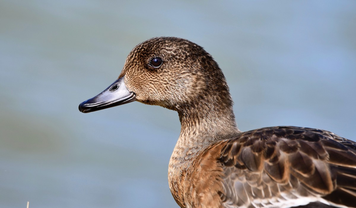 Canard d'Amérique - ML625253537