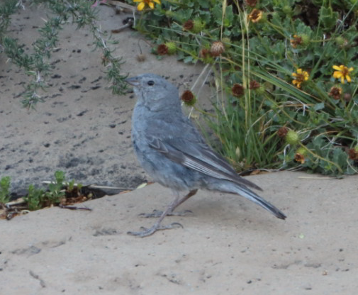 Plumbeous Sierra Finch - ML625253552
