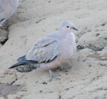 Black-winged Ground Dove - ML625253560