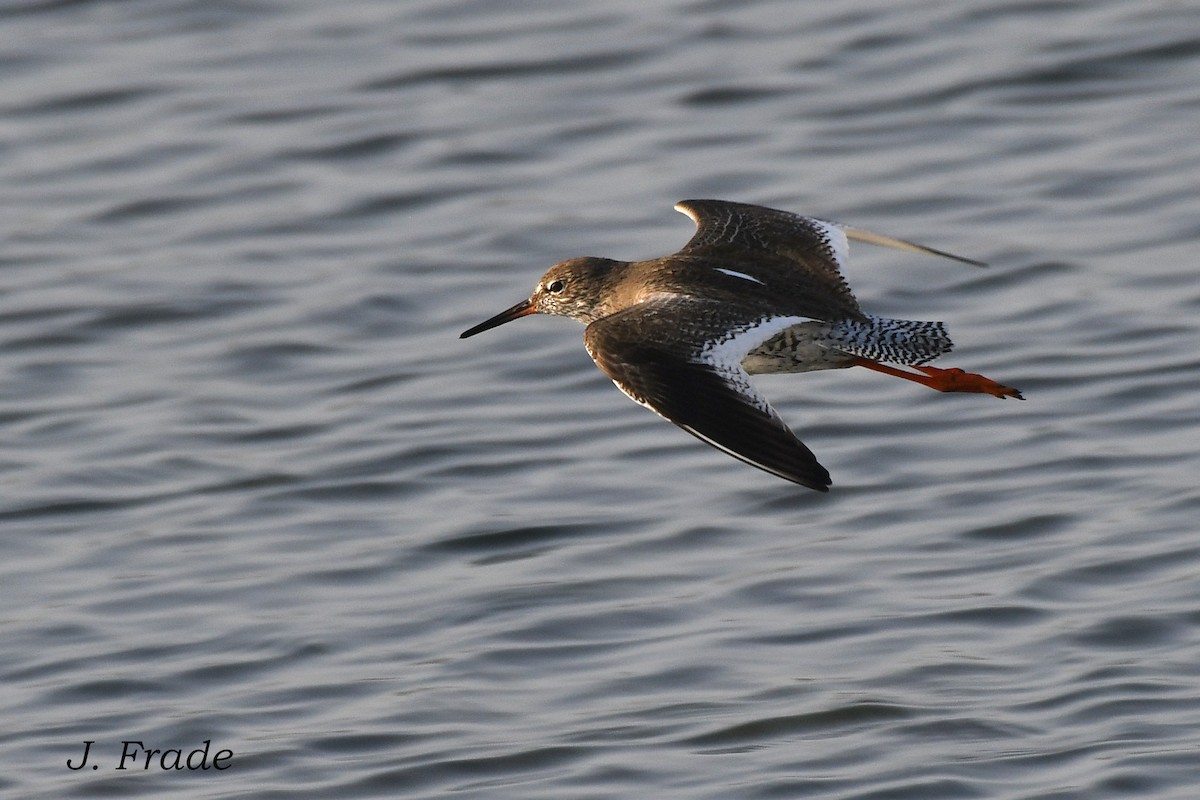 Chevalier gambette - ML625253567