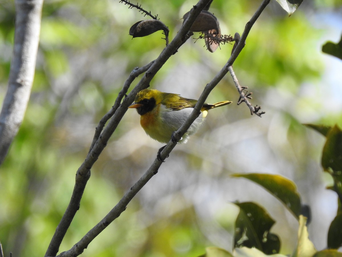 Guira Tanager - ML625253600