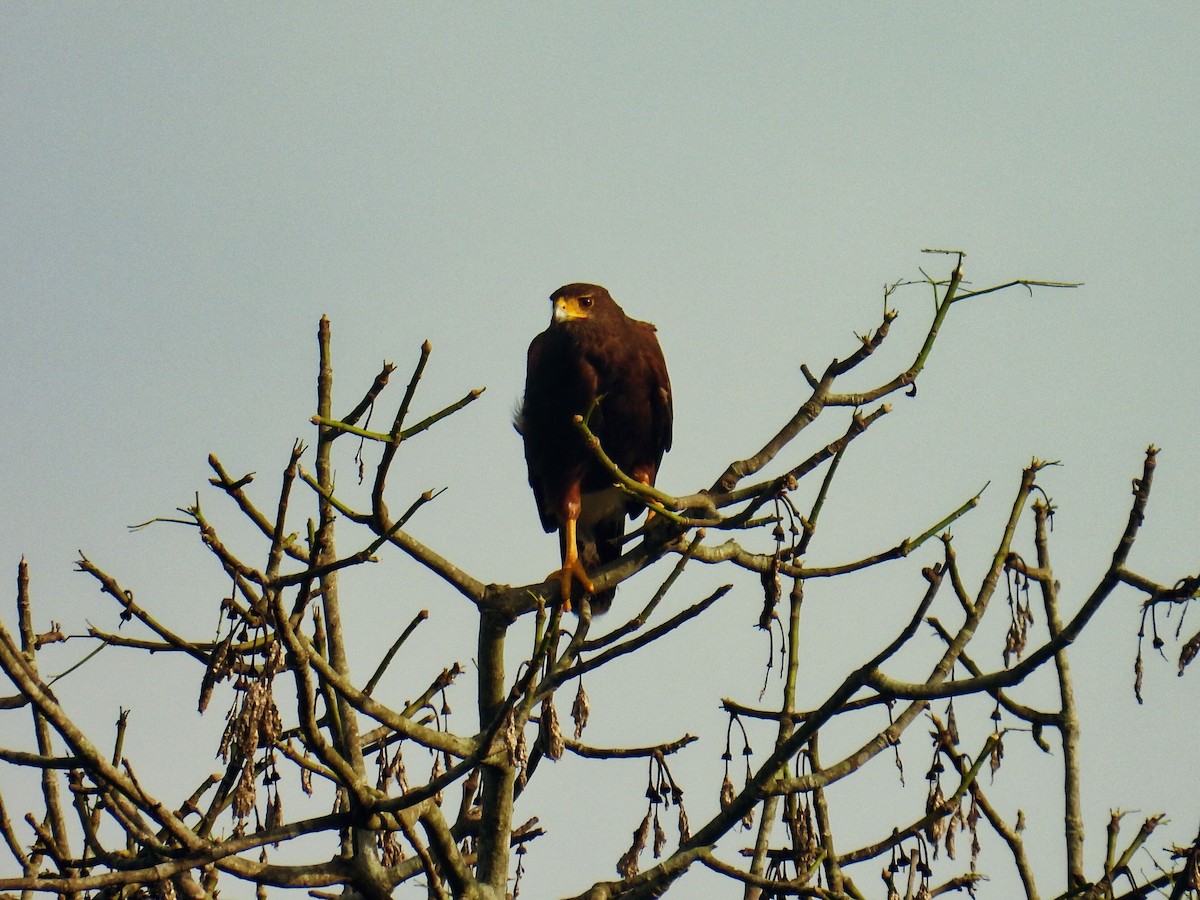 Harris's Hawk - ML625253630