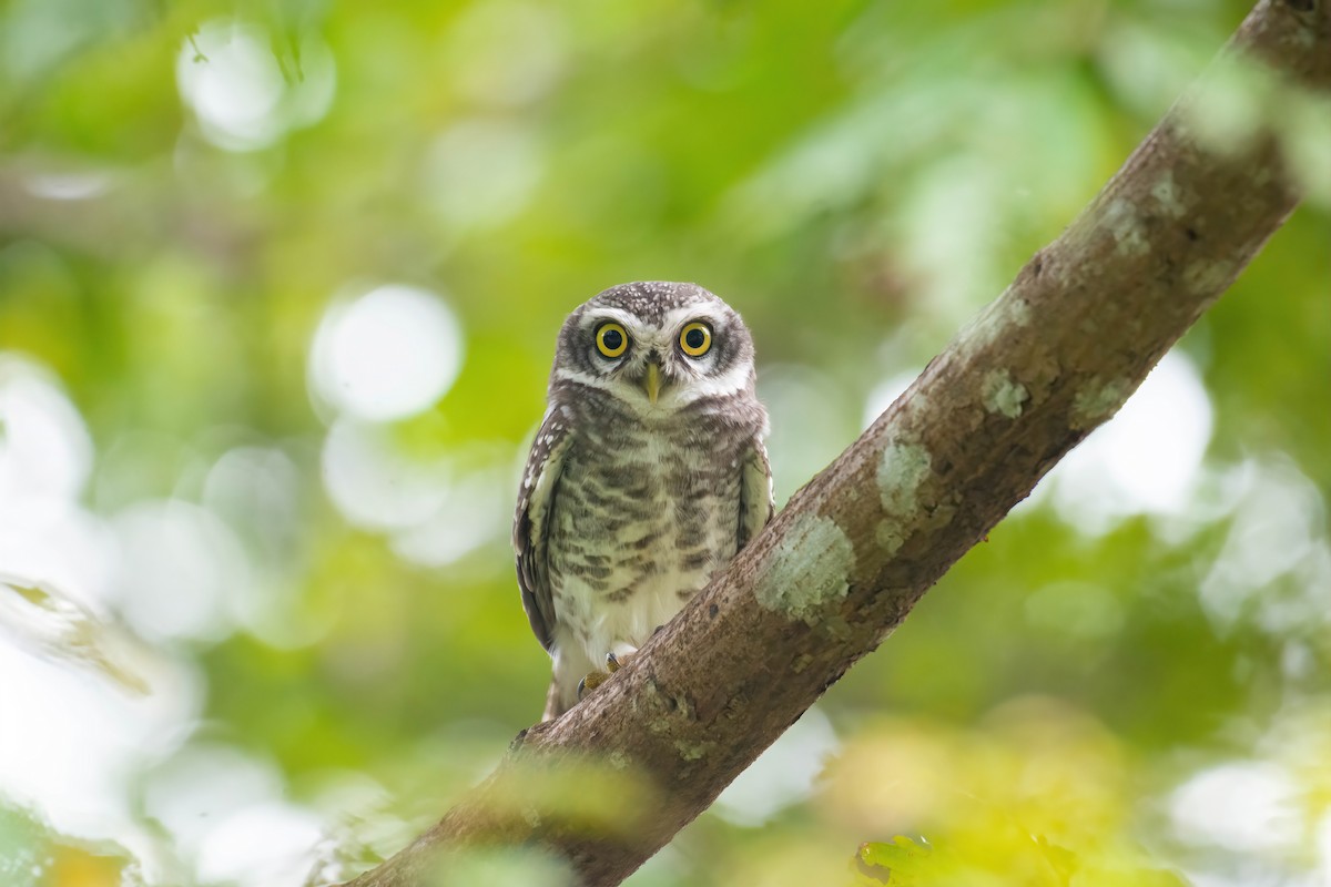 Spotted Owlet - ML625253651