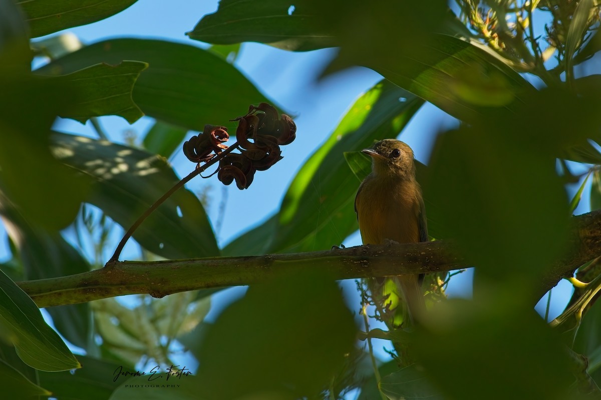 Ochre-bellied Flycatcher - ML625253702