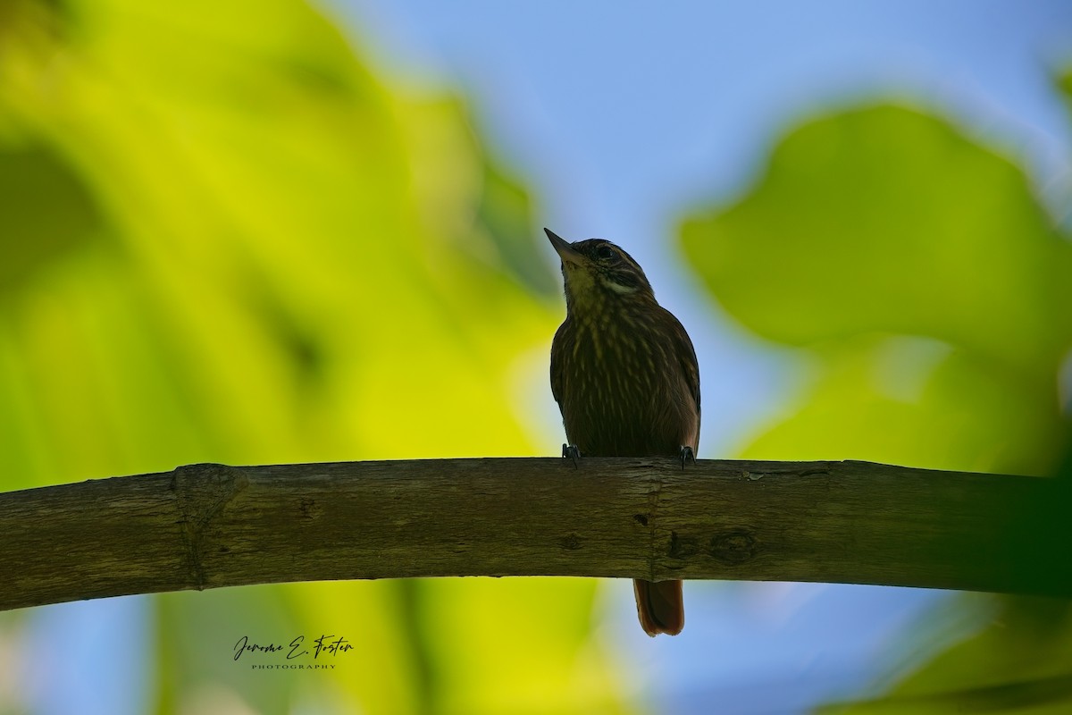 Streaked Xenops - ML625253720