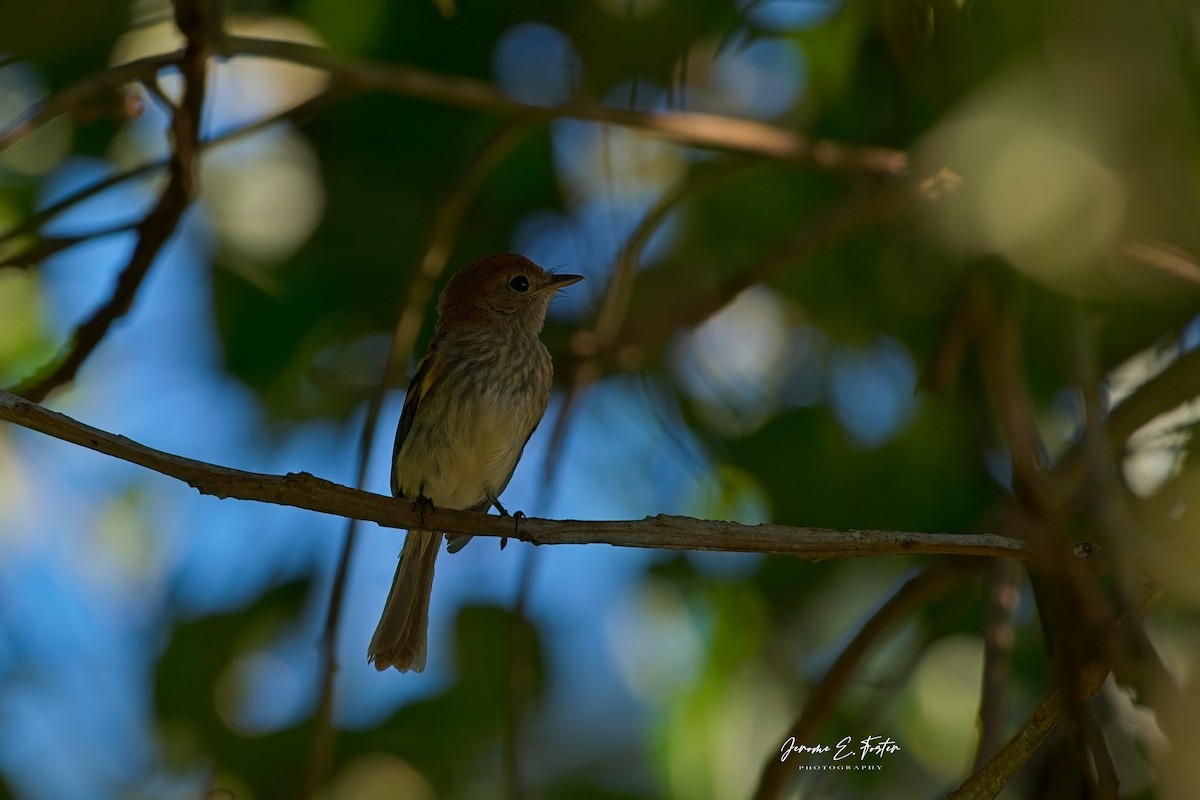 Bran-colored Flycatcher - ML625253734