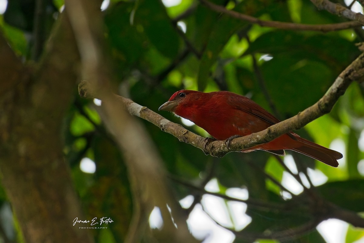 Hepatic Tanager - Jerome Foster