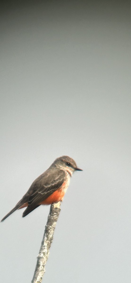 Vermilion Flycatcher - ML625253815