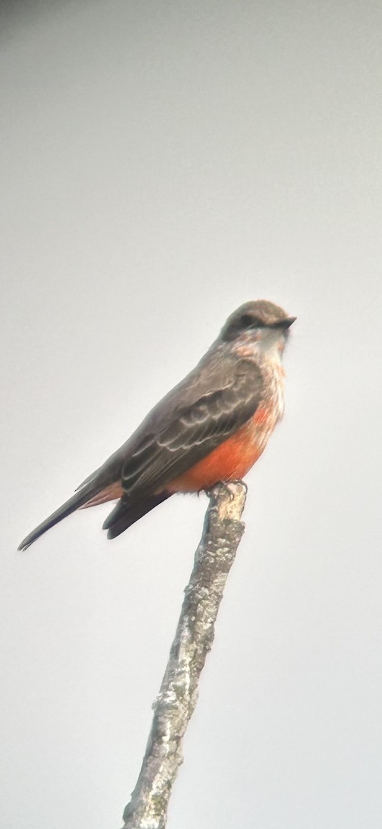 Vermilion Flycatcher - ML625253816