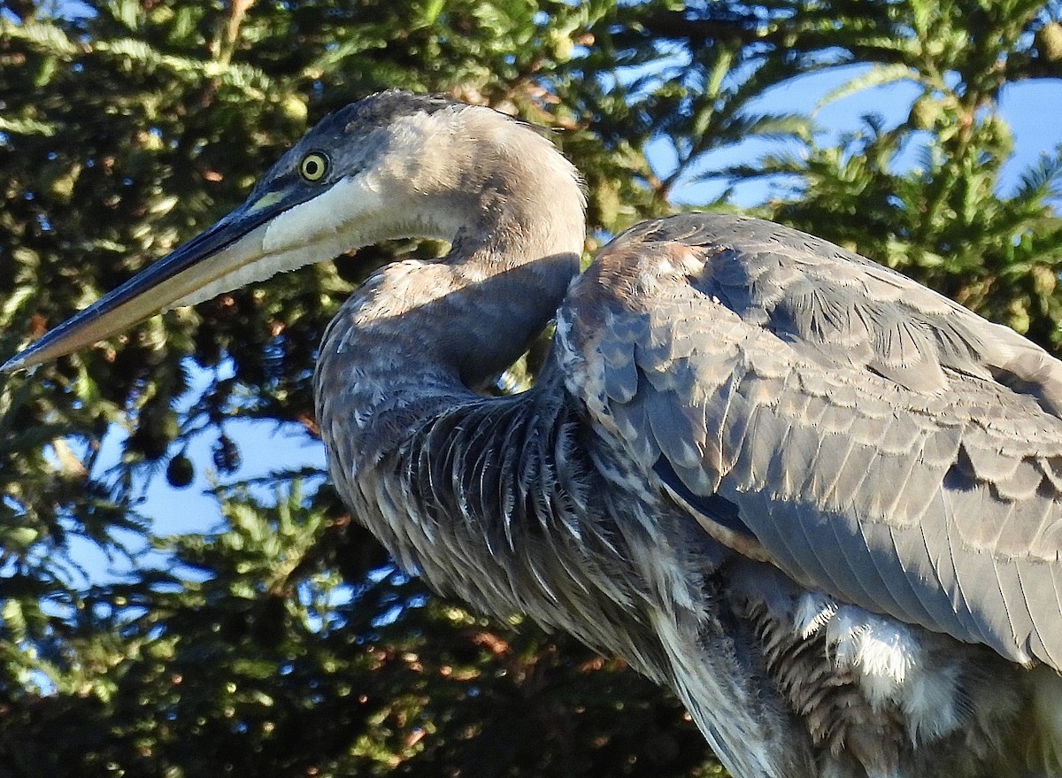 Great Blue Heron - ML625253847