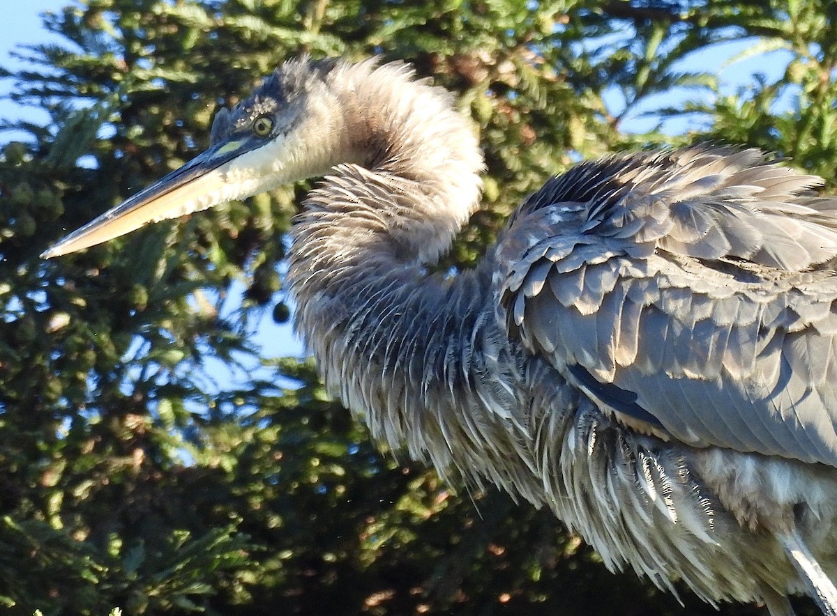 Great Blue Heron - ML625253848