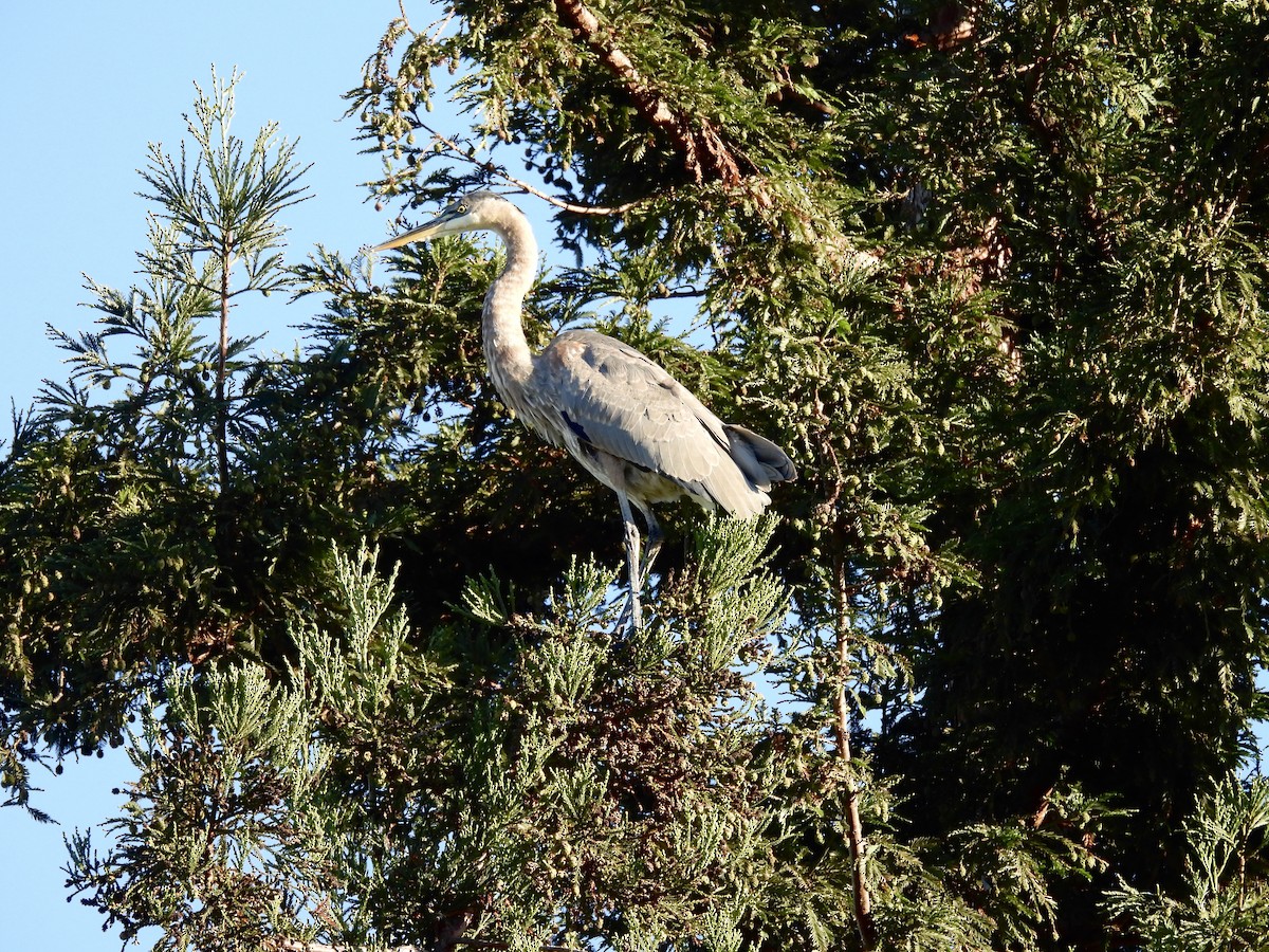 Great Blue Heron - ML625253849