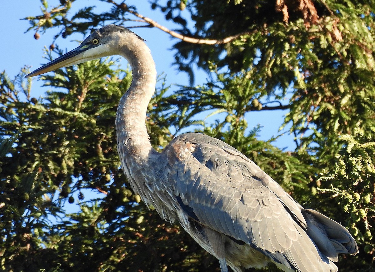 Great Blue Heron - ML625253850