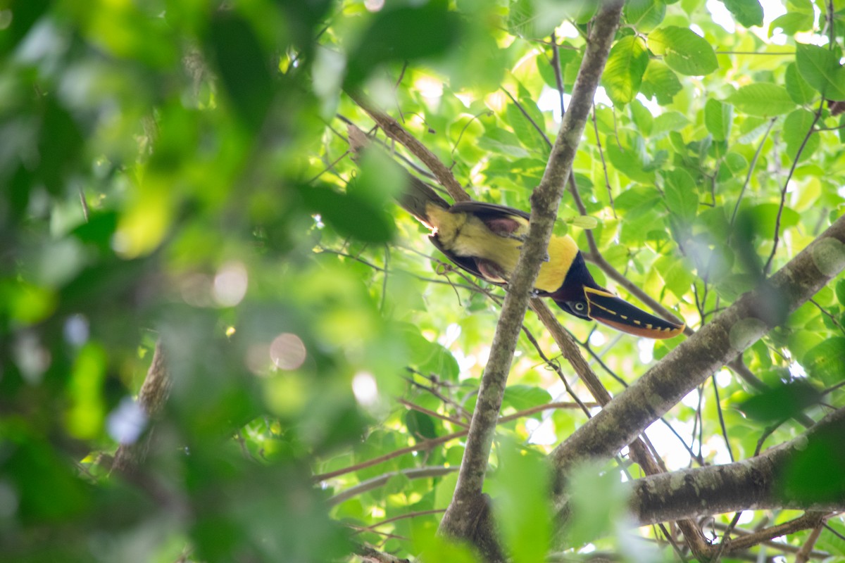 Chestnut-eared Aracari - ML625253875