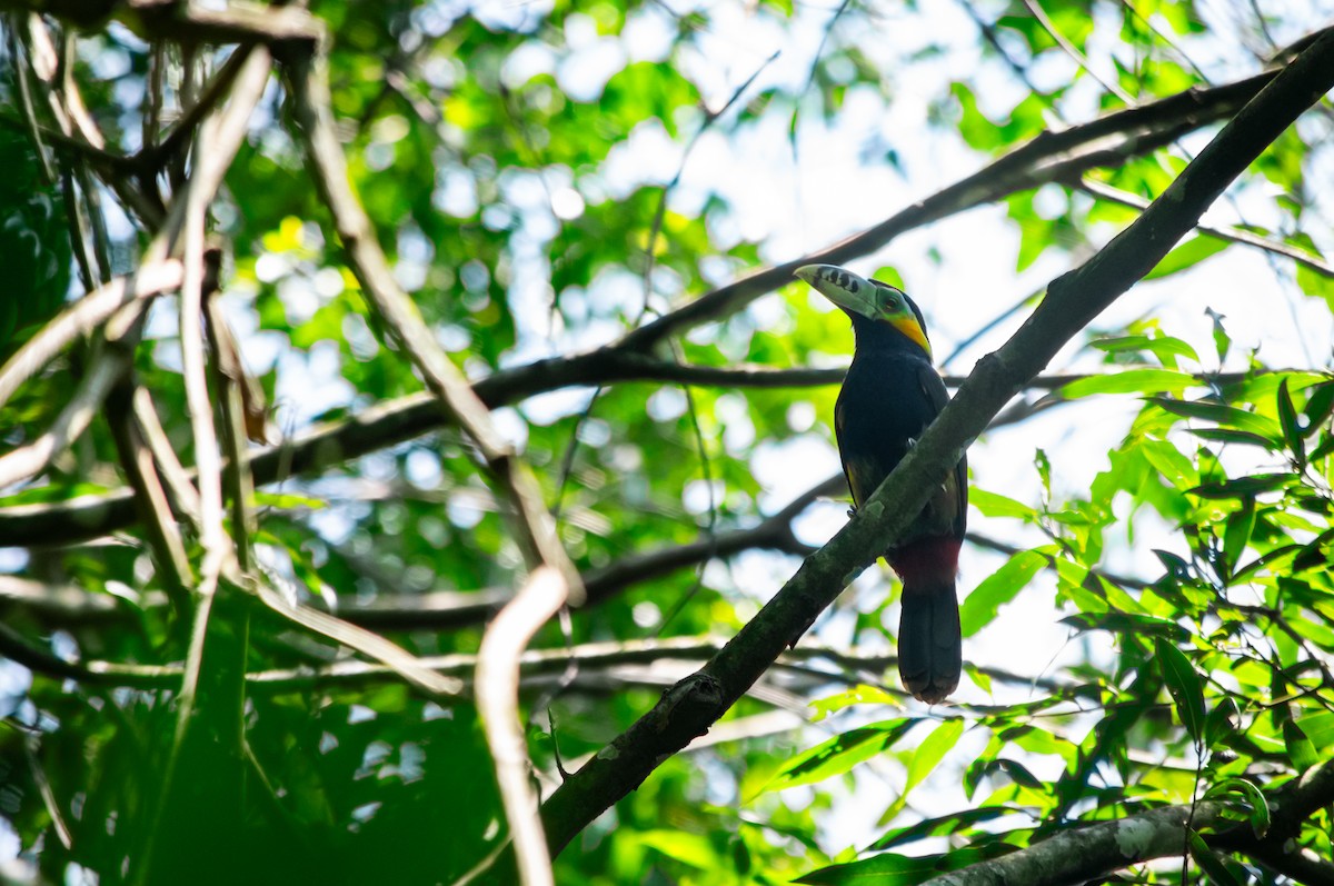 Spot-billed Toucanet - ML625253882