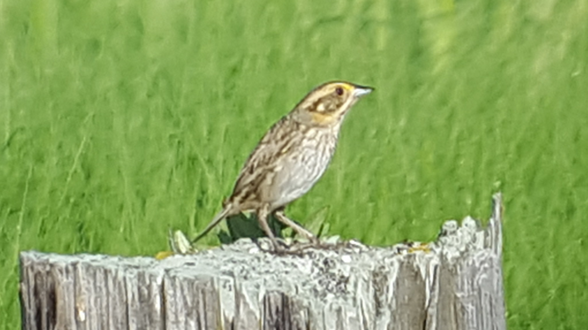 Saltmarsh Sparrow - Ruben Stoll