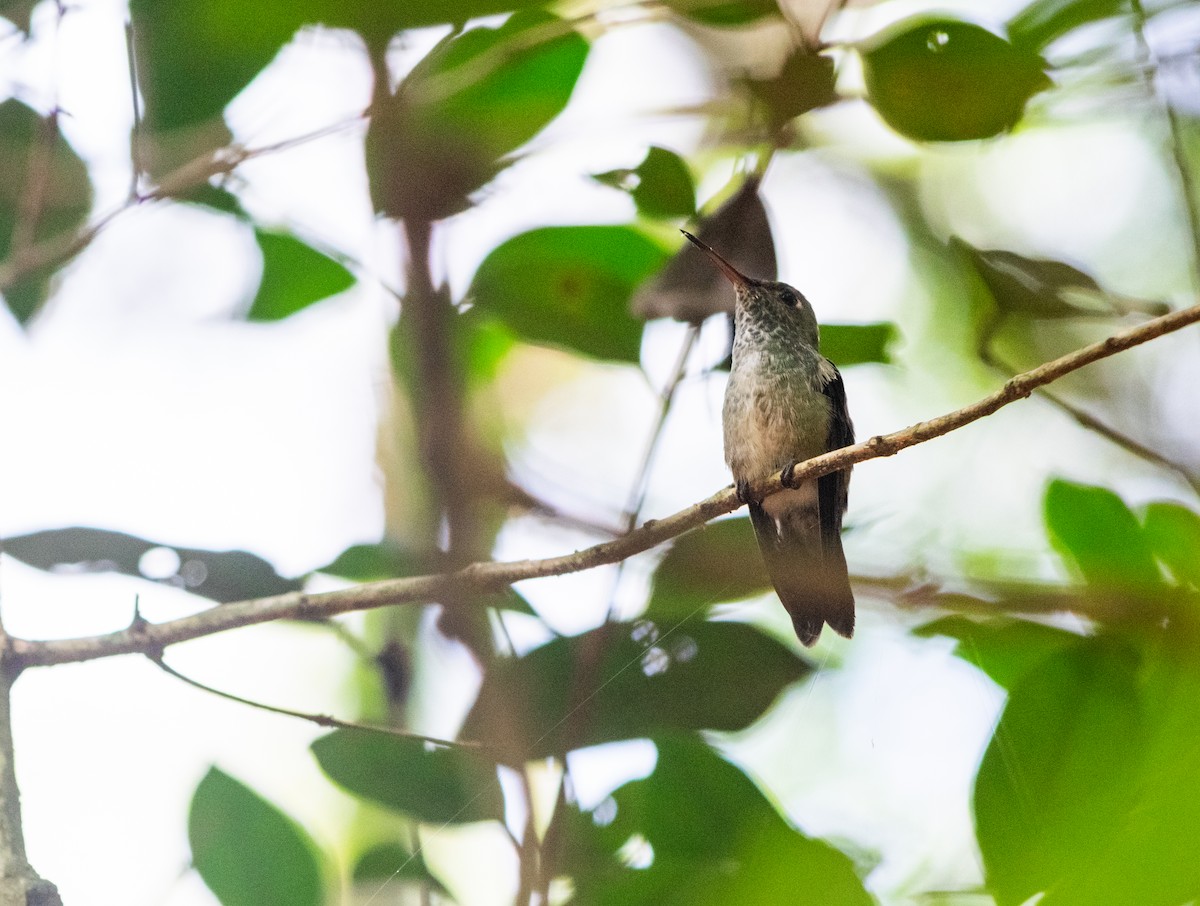 Versicolored Emerald - ML625254139