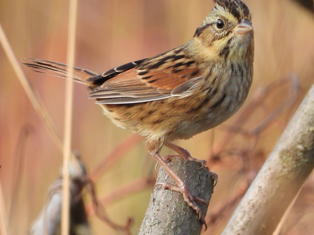 Swamp Sparrow - ML625254197