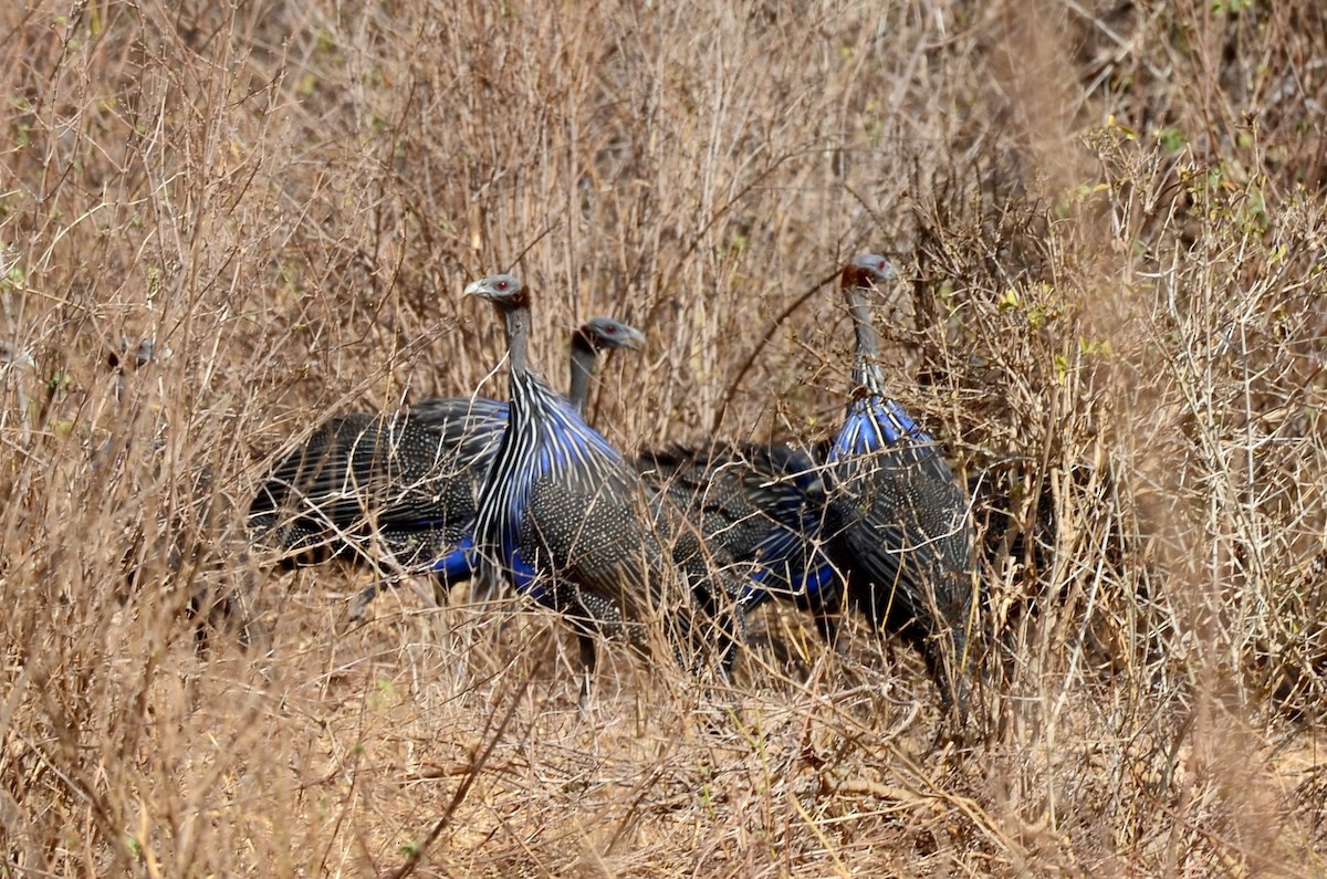 Vulturine Guineafowl - Chad Pumpelly