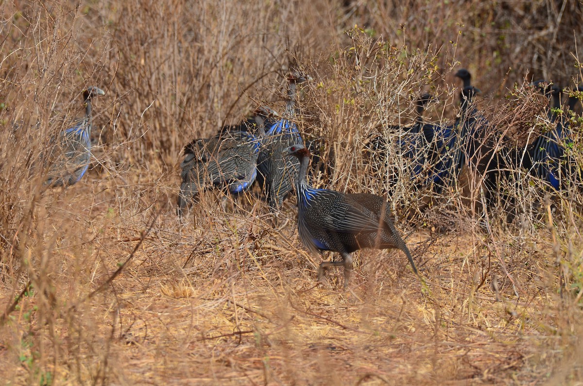 Vulturine Guineafowl - ML625254202