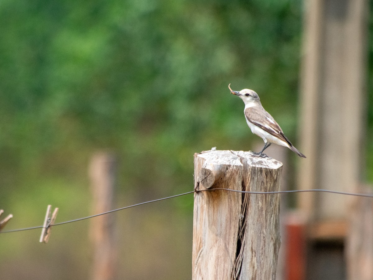 White-rumped Monjita - ML625254233