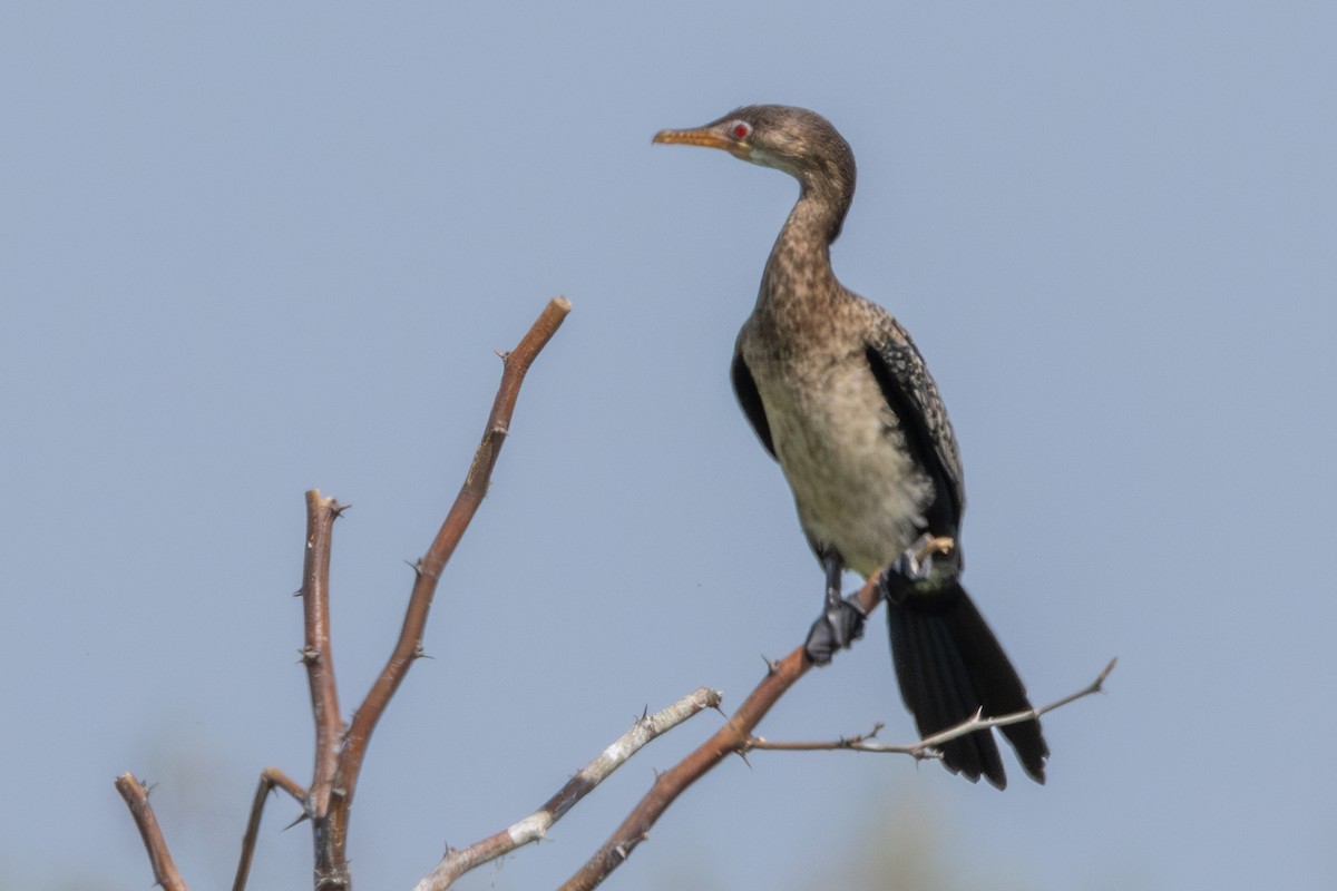 Reed Cormorant - ML625254294