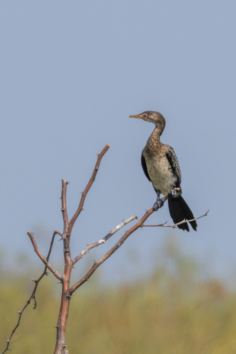 Reed Cormorant - ML625254295