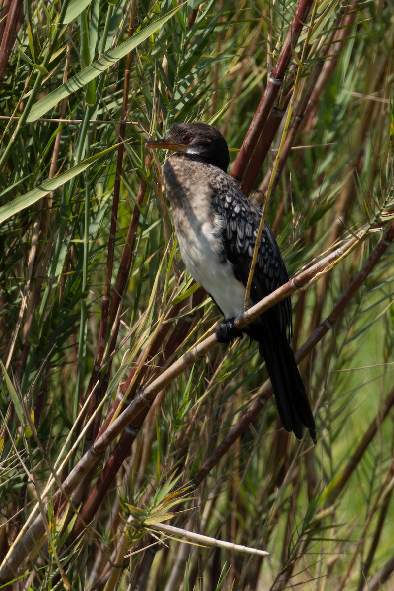 Reed Cormorant - ML625254296