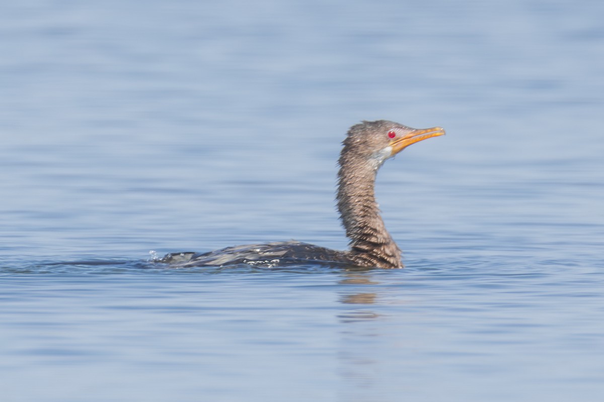 Reed Cormorant - ML625254299