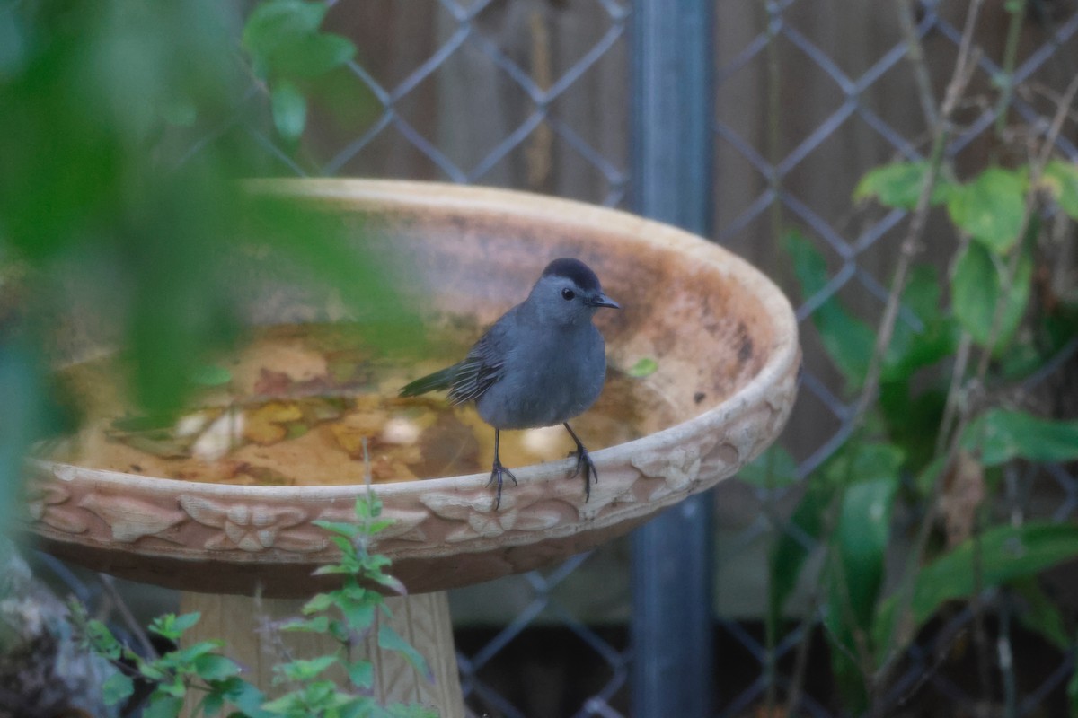 Gray Catbird - Krishen Greenwell