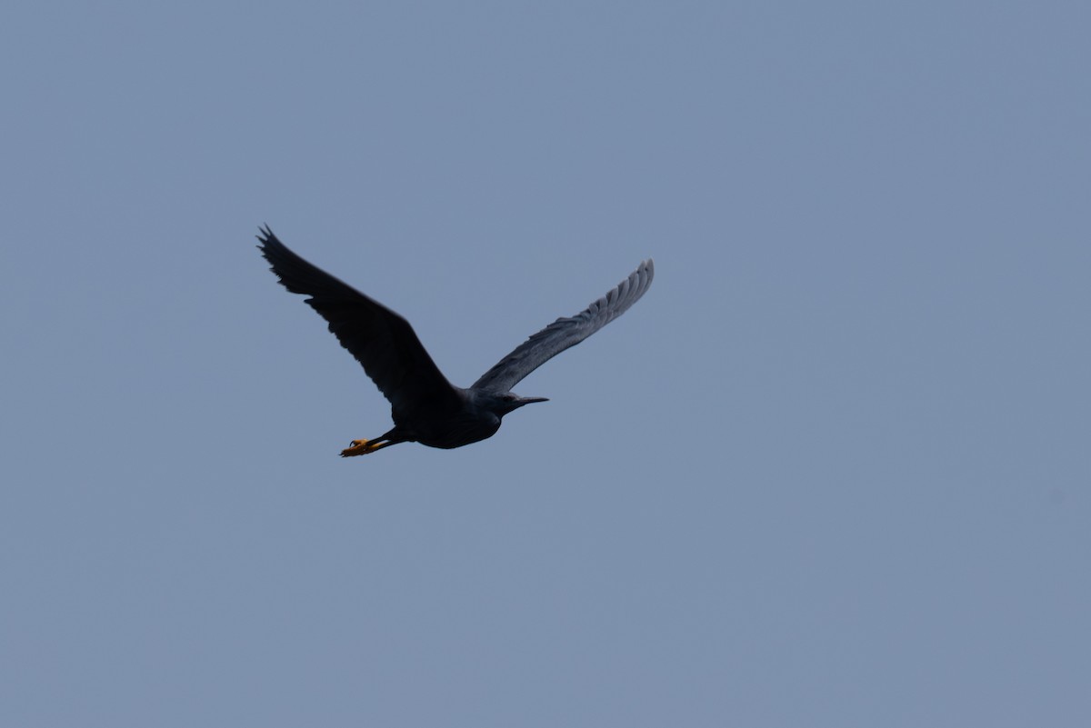 Black Heron - ML625254325