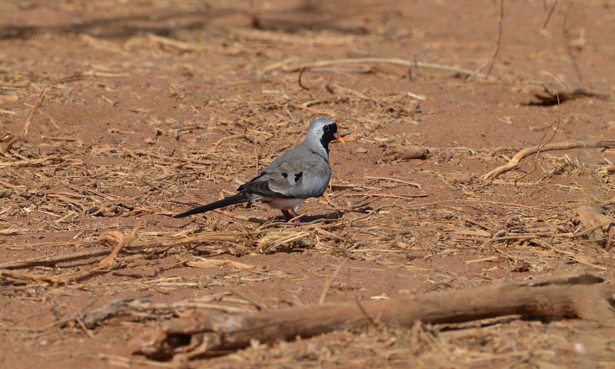 Namaqua Dove - ML625254357