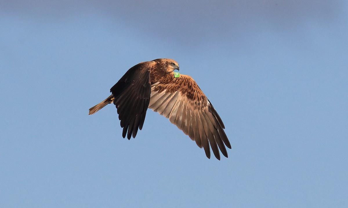 Western Marsh Harrier - ML625254364