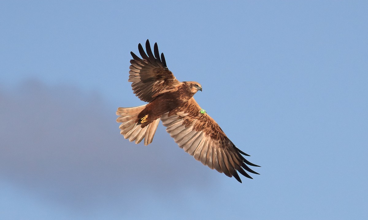 Western Marsh Harrier - ML625254366