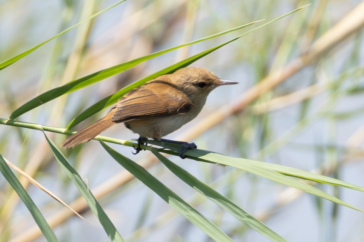 Saz Kamışçını [baeticatus grubu] - ML625254440