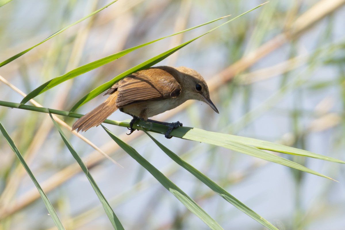 Saz Kamışçını [baeticatus grubu] - ML625254441