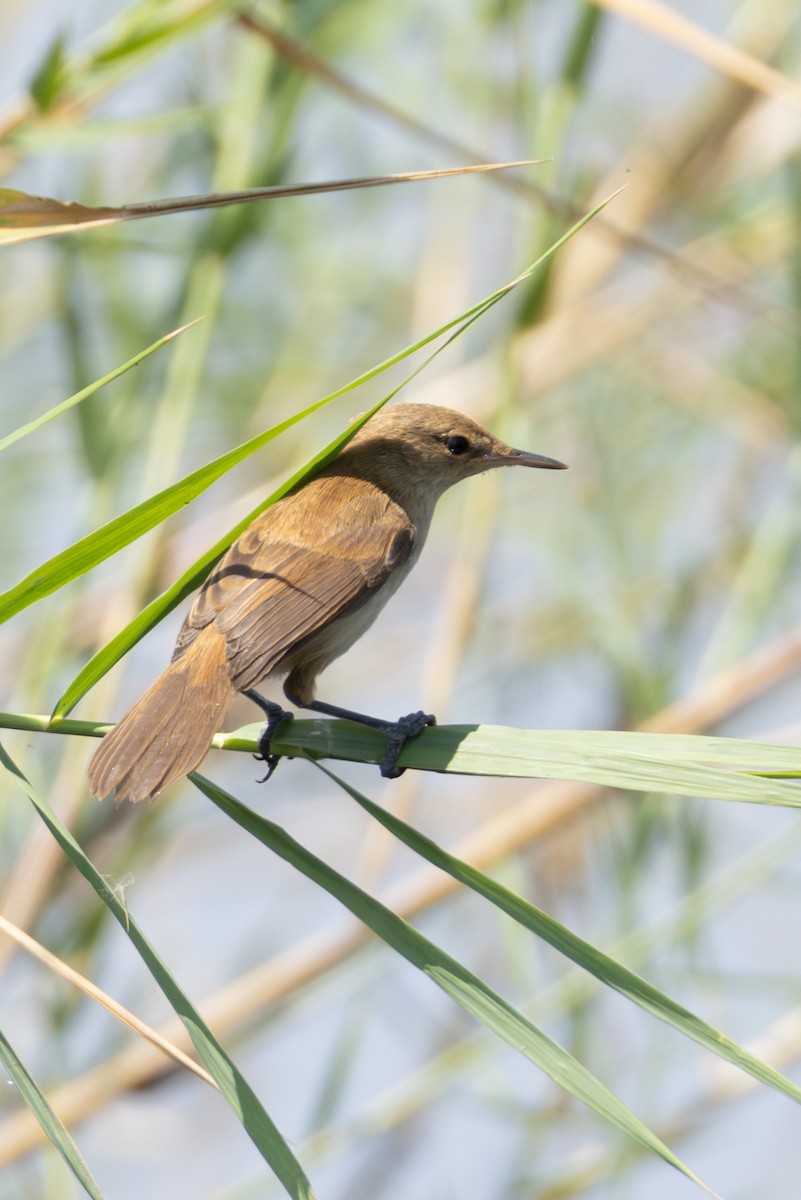 Saz Kamışçını [baeticatus grubu] - ML625254442