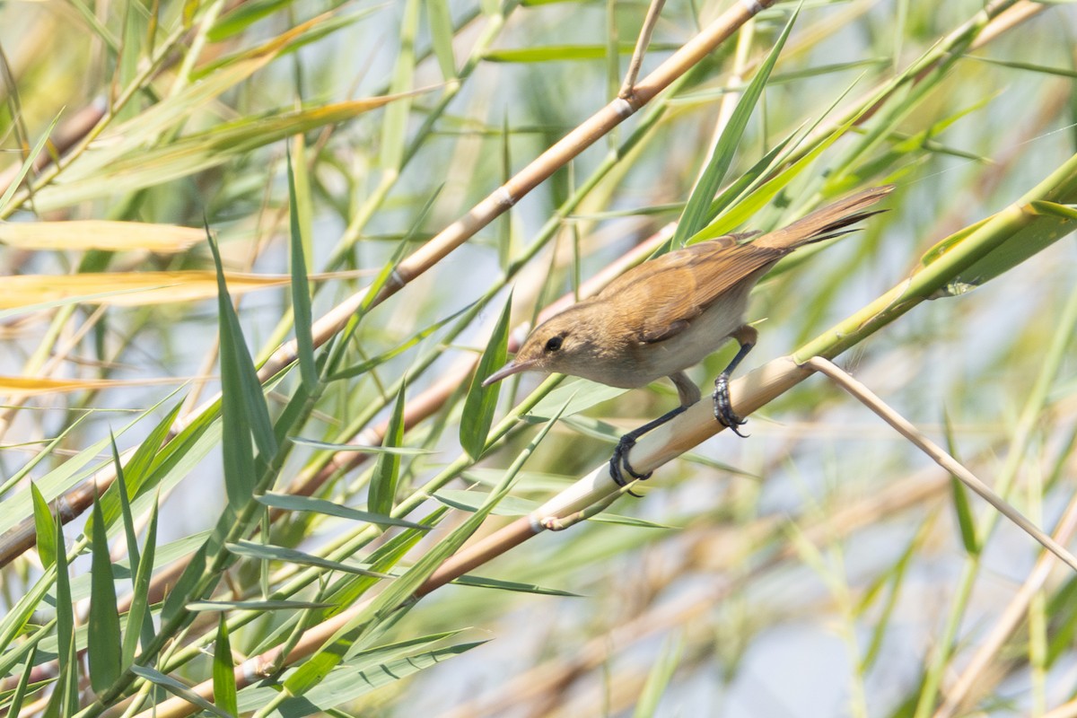 Saz Kamışçını [baeticatus grubu] - ML625254443