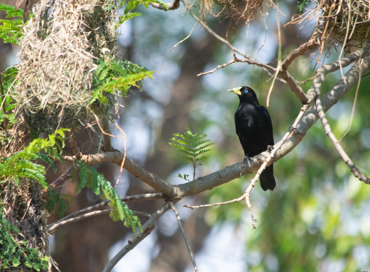 Red-rumped Cacique - ML625254512
