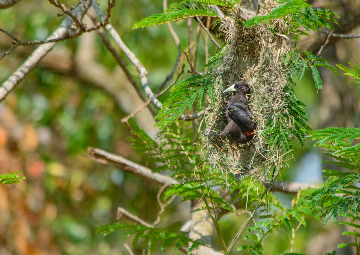 Red-rumped Cacique - ML625254513