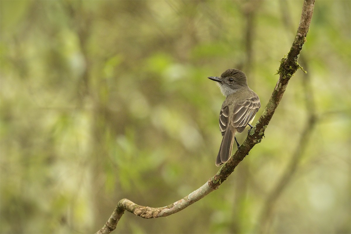 Short-crested Flycatcher - ML625254515