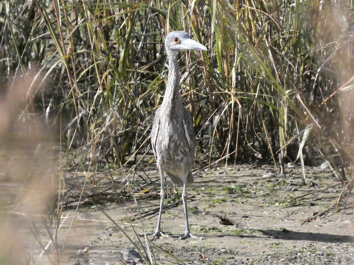 Yellow-crowned Night Heron - ML625254579