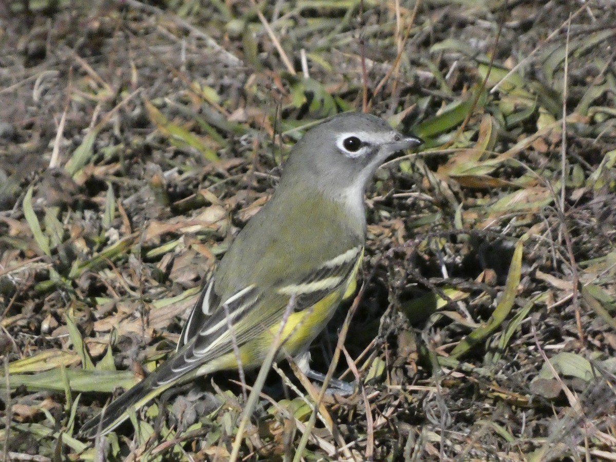 Blue-headed Vireo - ML625254606