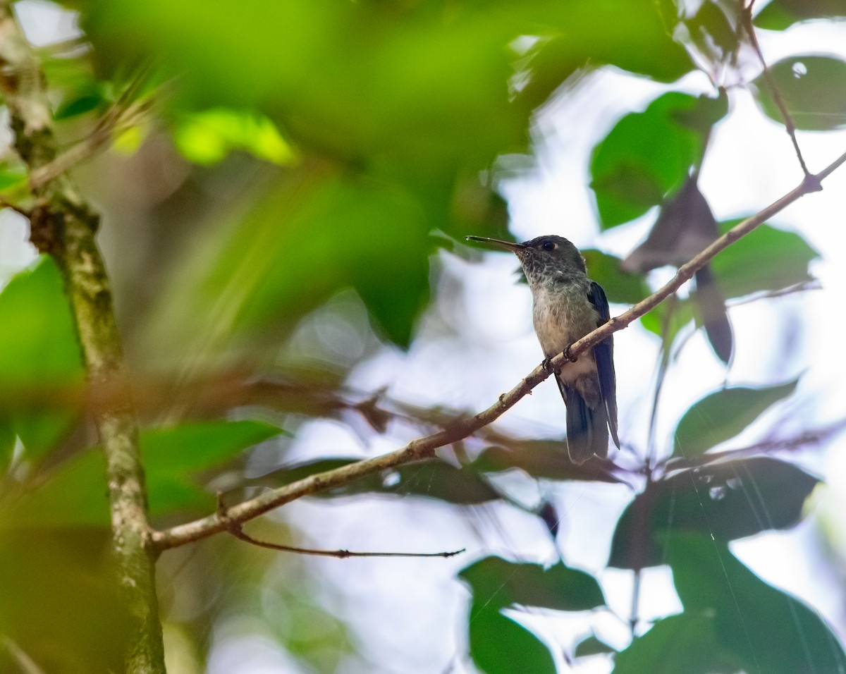 Versicolored Emerald - ML625254624