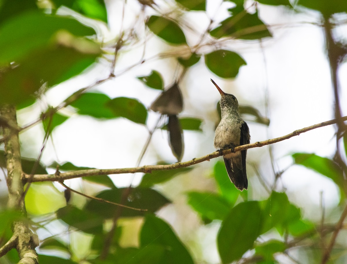 Versicolored Emerald - ML625254625