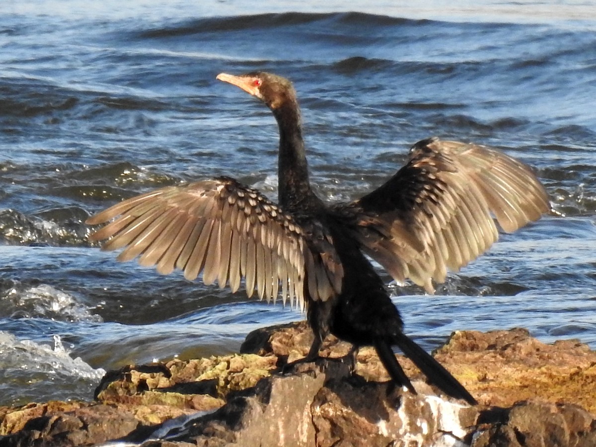 Reed Cormorant - ML625254658